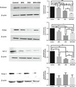 Nrf2 Antibody in Western Blot (WB)