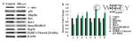 SRSF1 Antibody in Western Blot (WB)