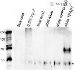 TRAP1 Antibody in Immunoprecipitation (IP)