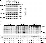 VCP Antibody in Immunoprecipitation (IP)