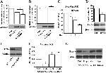 PAX6 Antibody in Western Blot (WB)