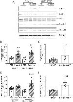 GSK3 alpha/beta Antibody in Western Blot (WB)