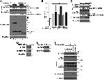 PCDGF Antibody in Western Blot (WB)