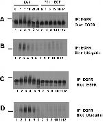 Ubiquitin Antibody in Western Blot (WB)