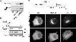 Furin Antibody in Western Blot (WB)