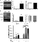 SMAD2 Antibody in Western Blot (WB)