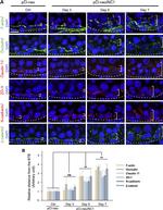 Claudin 11 Antibody in Immunohistochemistry (IHC)