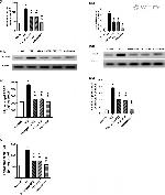 HMGB1 Antibody in Western Blot (WB)