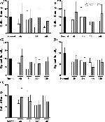 MARVELD2 Antibody in Western Blot (WB)