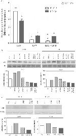 Phospho-Btk (Tyr551) Antibody in Western Blot (WB)