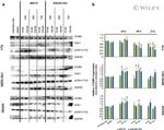 CDK1 Antibody in Western Blot (WB)