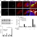 FAM96A Antibody in Western Blot (WB)