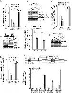 p53 Antibody in Western Blot (WB)