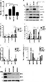 PRMT5 Antibody in Western Blot (WB)