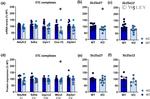 UCP4 Antibody in Western Blot (WB)