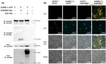 Myc Tag Antibody in Western Blot (WB)