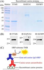 HAPLN1 Antibody in Western Blot (WB)