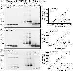 TSPO Antibody in Western Blot (WB)