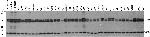 TSPO Antibody in Western Blot (WB)