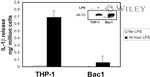 IL-1 beta Antibody in ELISA (ELISA)