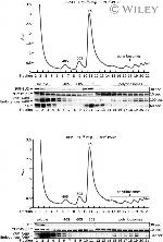 RFP Antibody in Western Blot (WB)