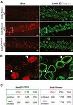 Lamin B2 Antibody in Immunocytochemistry (ICC/IF)