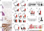 UCP1 Antibody in Immunohistochemistry (IHC)