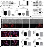 SPARC Antibody in Immunocytochemistry (ICC/IF)