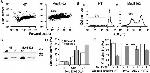 Cytochrome C Antibody in Western Blot (WB)