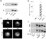 Furin Antibody in Western Blot, Immunoprecipitation (WB, IP)