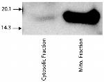 Cytochrome C Antibody in Immunoprecipitation (IP)