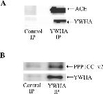 14-3-3 Pan Antibody in Western Blot (WB)