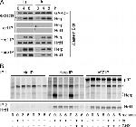 VCP Antibody in Immunoprecipitation (IP)