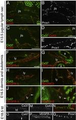 Connexin 47 Antibody in Immunohistochemistry (Frozen) (IHC (F))