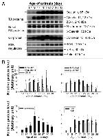 beta Catenin Antibody in Western Blot (WB)