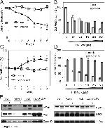 Cyclin D1 Antibody in Western Blot (WB)