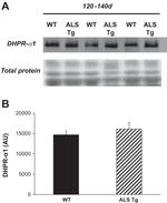 CaV1.1 Antibody in Western Blot (WB)