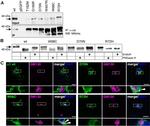 Calnexin Antibody in Western Blot, Immunoprecipitation (WB, IP)