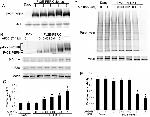 FKBP12 Antibody in Western Blot (WB)