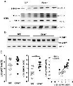 GRP78 Antibody in Western Blot (WB)