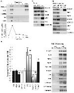 NMDAR2A Antibody in Western Blot (WB)