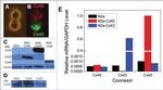 Connexin 40 Antibody in Western Blot (WB)