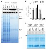 IQGAP1 Antibody in Western Blot (WB)