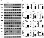 PCSK2 Antibody in Western Blot (WB)