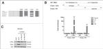 TBX3 Antibody in Western Blot (WB)