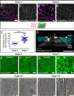 GFP Antibody in Immunohistochemistry (IHC)