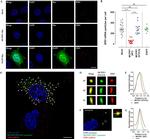 c-Myc Antibody in Immunocytochemistry (ICC/IF)