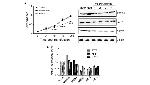 Securin Antibody in Western Blot (WB)