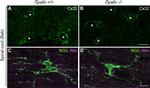 Connexin 32 Antibody in Immunohistochemistry, Immunohistochemistry (Frozen) (IHC, IHC (F))