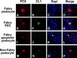 Claudin 1 Antibody in Immunocytochemistry (ICC/IF)